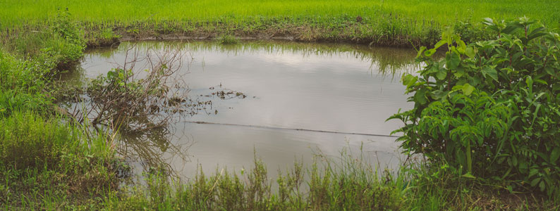 Swamp where poor widow gathers water